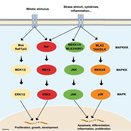 Schematic representation of the typical mitogen-activated protein kinases (MAPK) pathway.